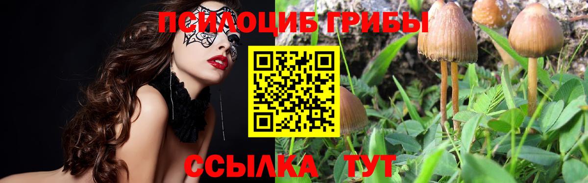 Галлюциногенные грибы Psilocybe Лангепас